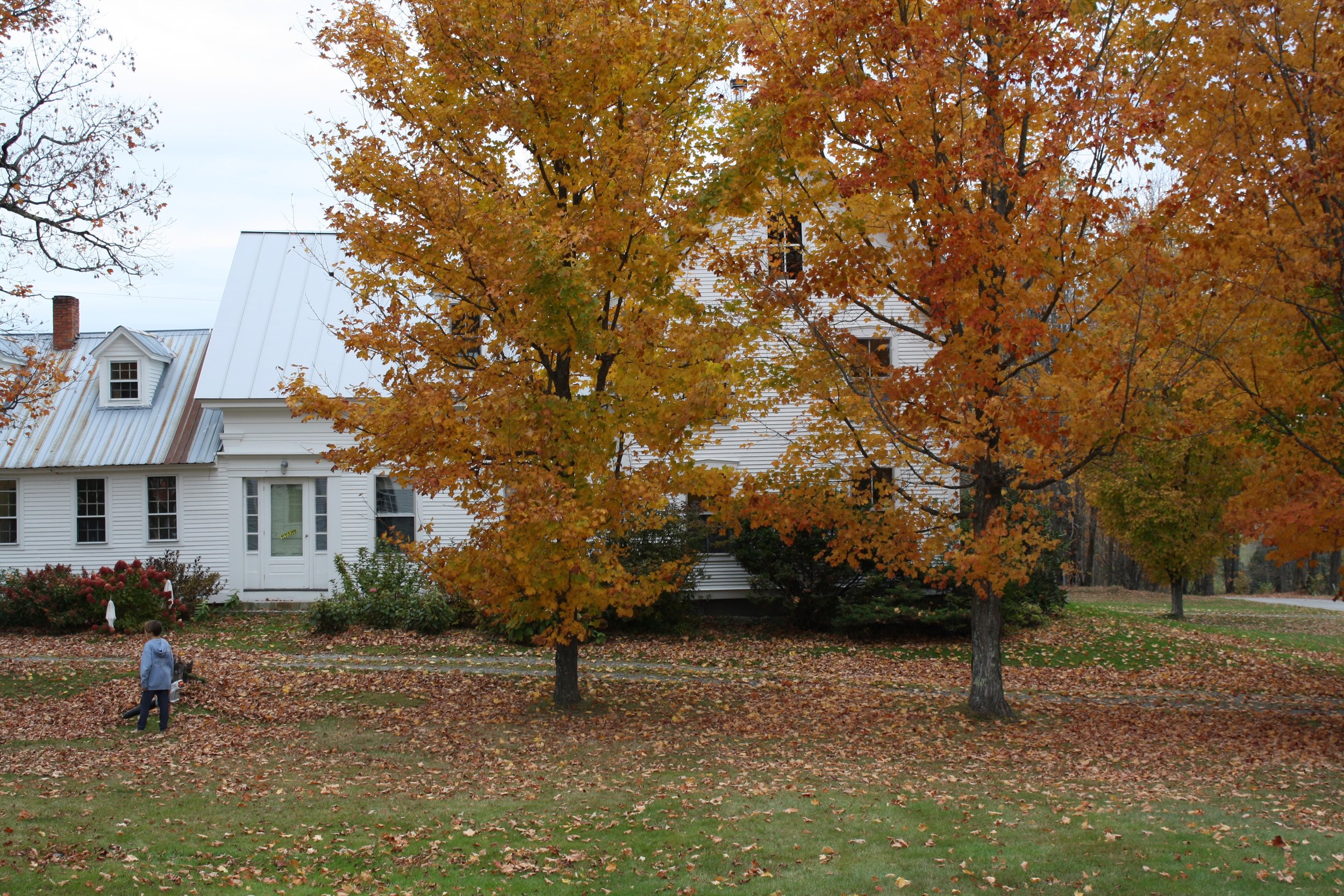  Maple trees lose their brightly colored leaves in front of a white farmhouse in Calais Vt. Oct. 11, 2026. (Echo/Emma Taylor McCallum) 