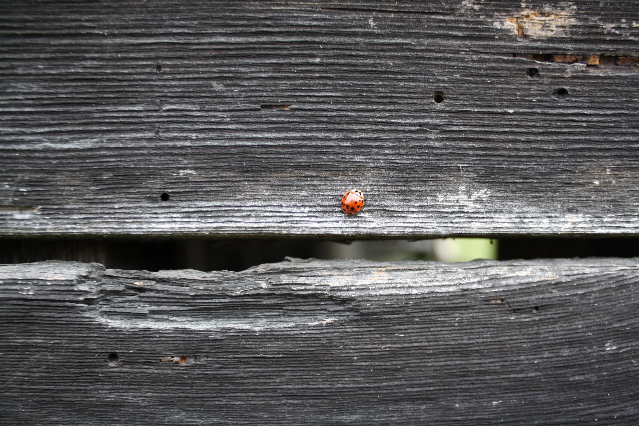  A ladybug rests on the side of an old barn Calais Vt. Oct. 11, 2026. (Echo/Emma Taylor McCallum) 