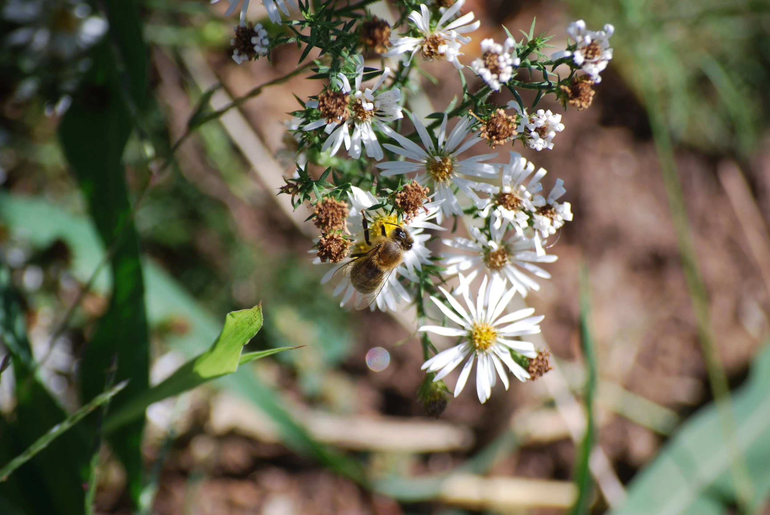 Carpenter bee on a flower on Warren Wilson College Campus on Sept. 24, 2026 in Swannanoa, N.C. (Finn McKenny/Echo)