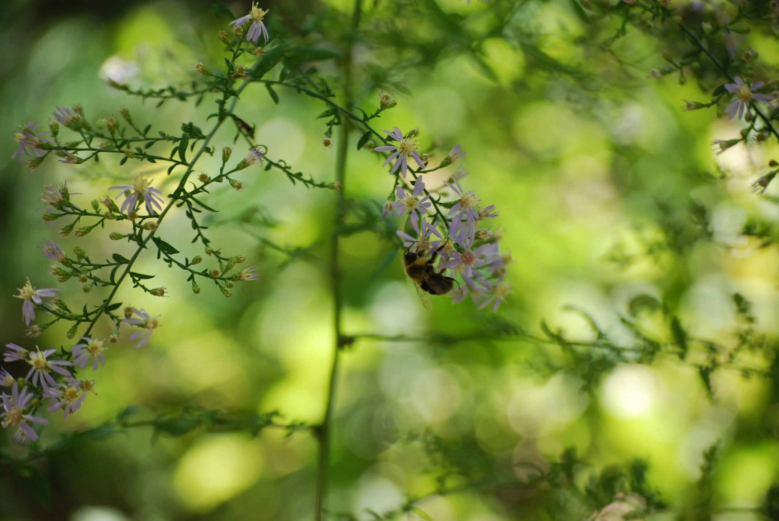 Upside-down carpenter bee on a flower on Warren Wilson College Campus on Oct. 1, 2026 in Swannanoa, N.C. (Finn McKenny/Echo)