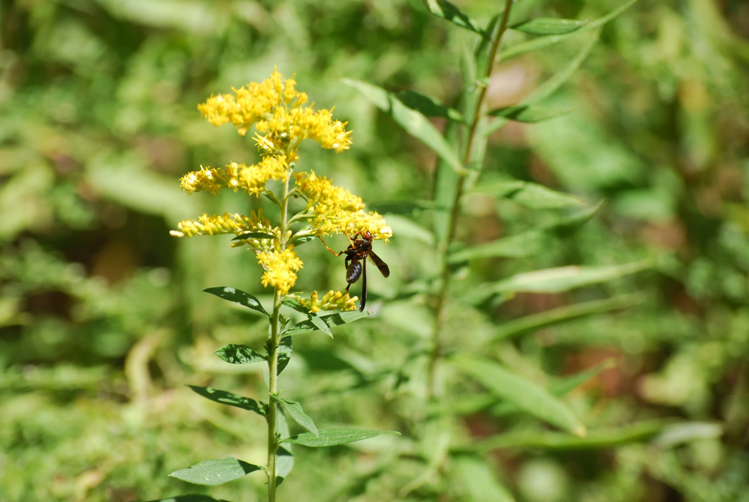 Paper wasp on a flower on Warren Wilson College Campus on Oct. 1, 2026 in Swannanoa, N.C. (Finn McKenny/Echo)