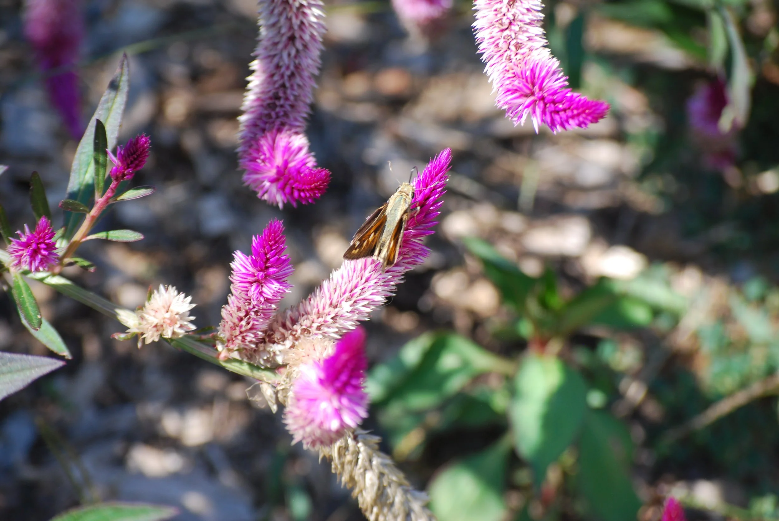 Silver-spotted skipper butterfly on a flower on Warren Wilson College Campus on Oct. 1, 2026 in Swannanoa, N.C. (Finn McKenny/Echo)