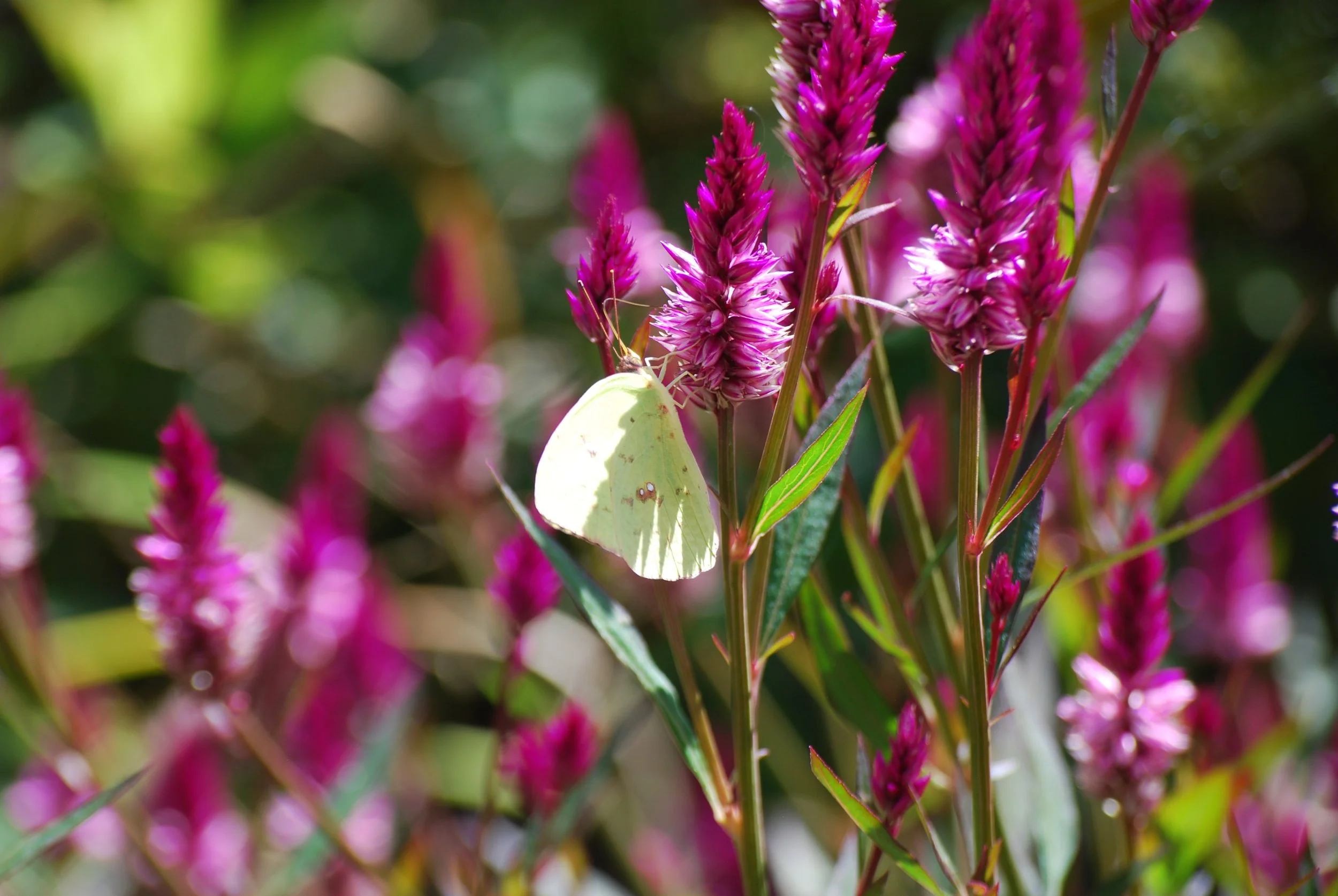Cloudless sulphur butterfly on a flower on Warren Wilson College Campus on Oct. 2, 2026 in Swannanoa, N.C. (Finn McKenny/Echo)