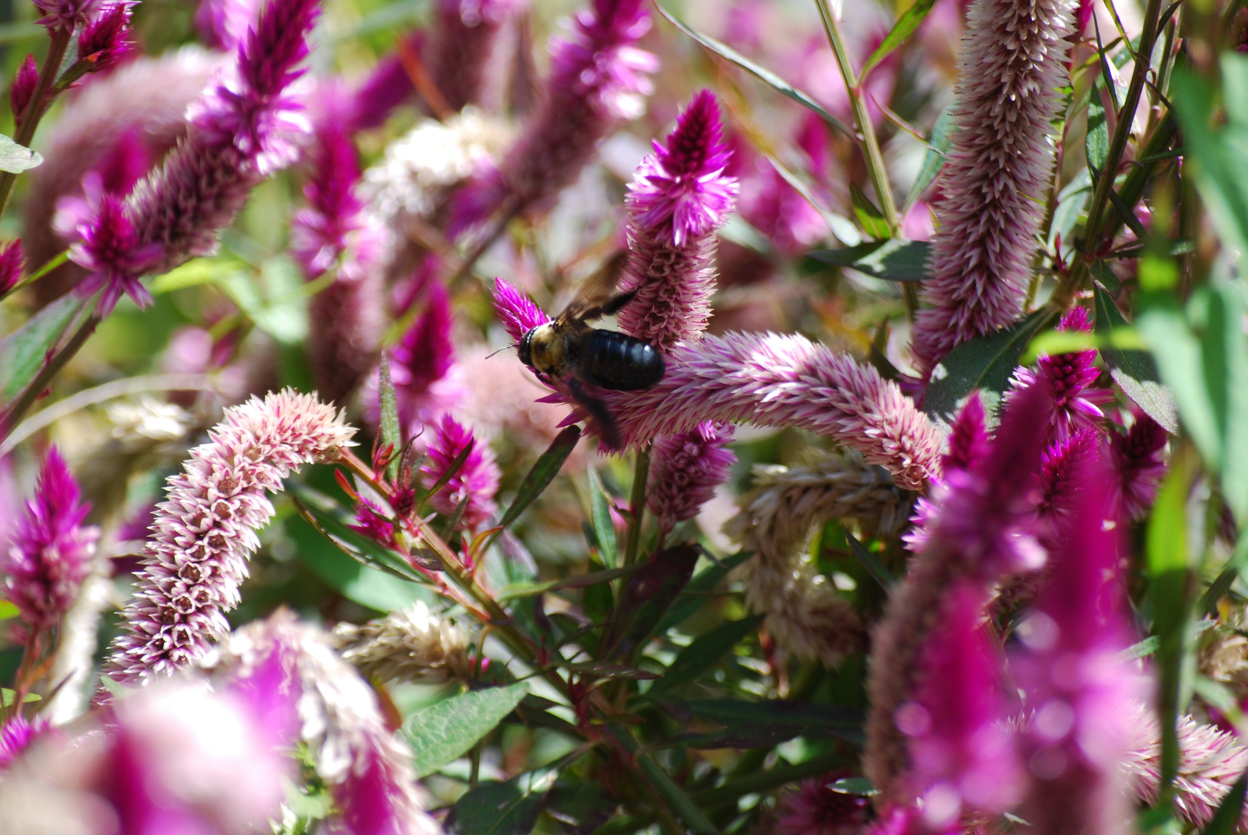 Carpenter bee flying off of a flower on Warren Wilson College Campus on Oct. 2, 2026 in Swannanoa, N.C. (Finn McKenny/Echo)