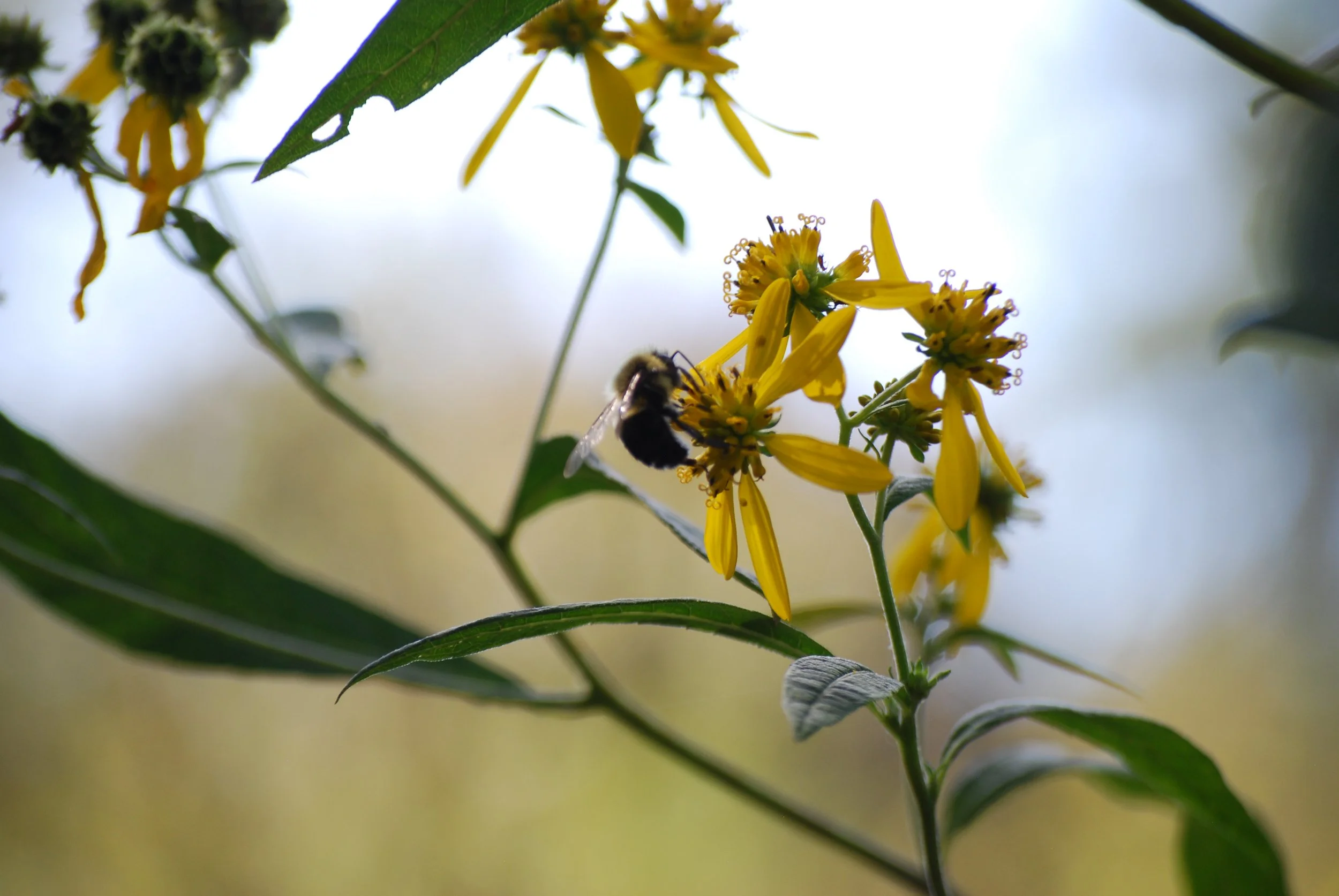 Carpenter bee on flower on Warren Wilson College Campus on Oct. 1, 2026 in Swannanoa, N.C. (Finn McKenny/Echo)