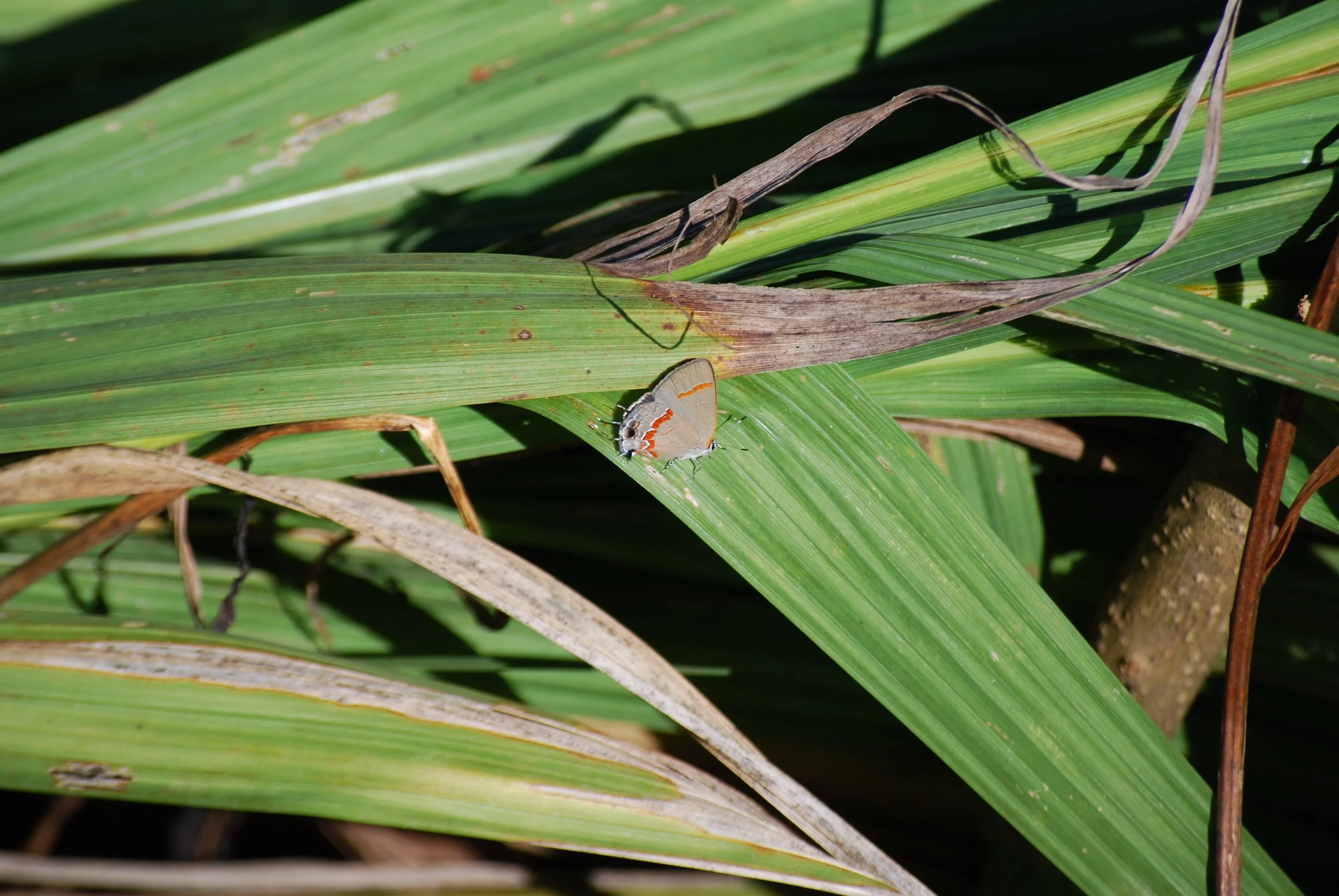 Moth rests on a blade of grass on Warren Wilson College Campus on Oct. 7, 2026 in Swannanoa, N.C. (Finn McKenny/Echo)