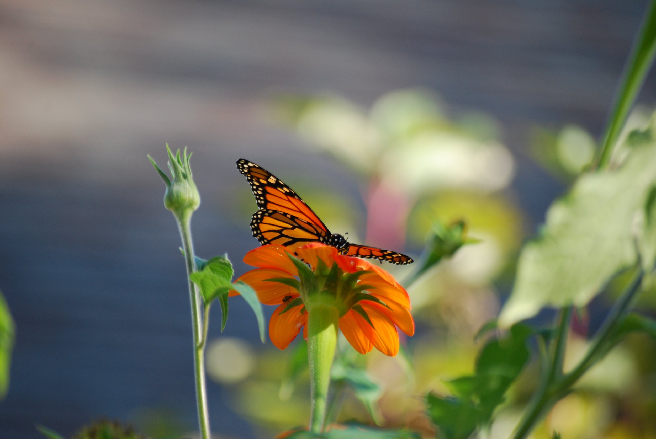 Monarch butterfly perched on a flower on Warren Wilson College Campus on Oct. 7, 2026 in Swannanoa, N.C. (Finn McKenny/Echo)
