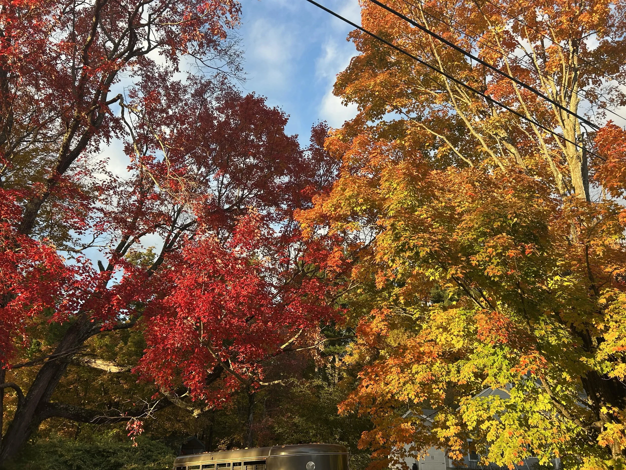  Colorful trees stand against a blue sky in Northwood, N.H. on October 15, 2026. (Echo/Ryleigh Johnson) 