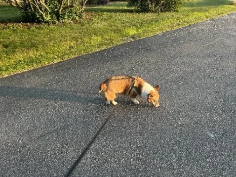  Lala, a Pembroke Welsh Corgi, sniffs the ground in Northwood, N.H. on October 12, 2026. (Echo/Ryleigh Johnson) 