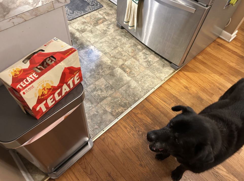  Elliott Hove’s dog Hugo stares with exuberance at a 12 pack of Tecate’s at Elliott Hove’s home in Asheville, N.C. (Echo/Elliott Hove) 