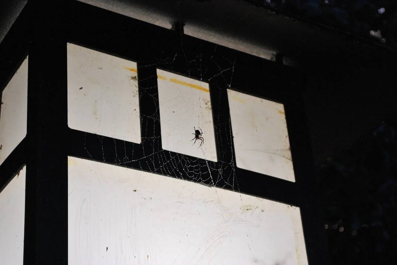  Spider on a web that is attached to a light on the Pedestrian Bridge on Warren Wilson College  Campus on Sept. 18, 2026 in Swannanoa, N.C. (Finn McKenny/Echo) 