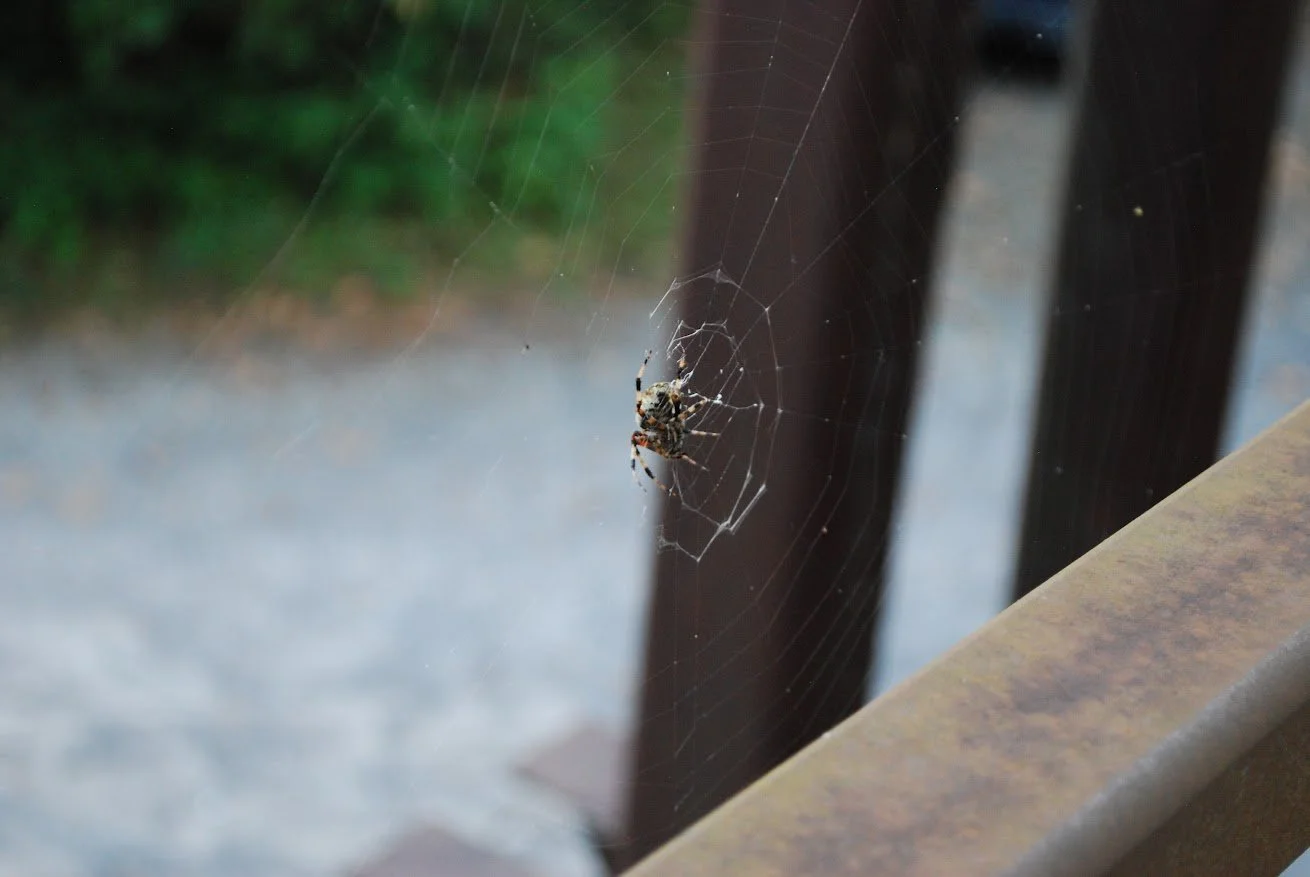  Spider on a web that is attached to a light on the Pedestrian Bridge on Warren Wilson College  Campus on Sept. 22, 2026 in Swannanoa, N.C. (Finn McKenny/Echo) 
