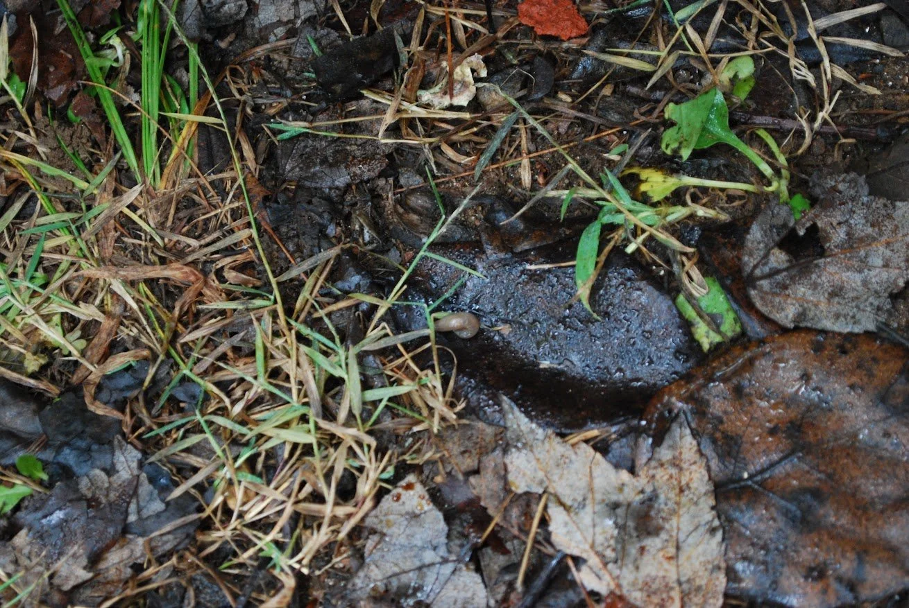  Worm on rocks on Warren Wilson College Campus on Sept. 24, 2026 in Swannanoa, N.C. (Finn  McKenny/Echo) 