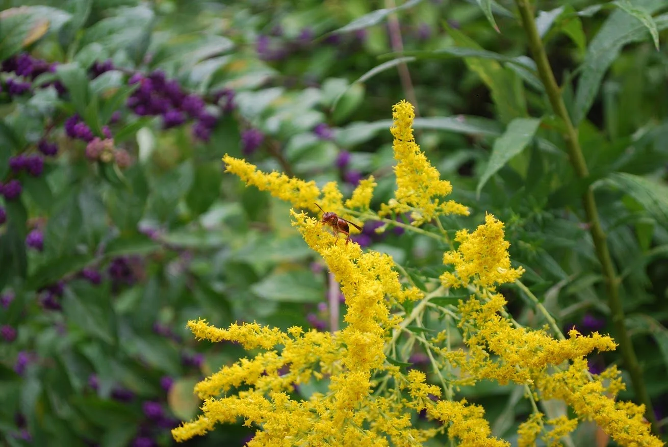  Red Paper Wasp perched on a flower on Warren Wilson College Campus on Sept. 24, 2026 in  Swannanoa, N.C. (Finn McKenny/Echo) 