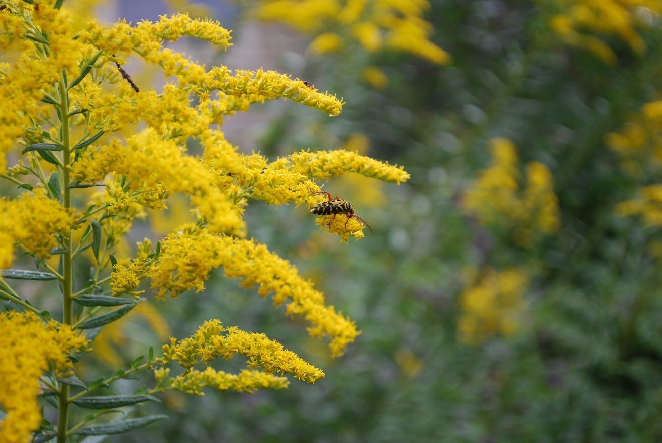  Blister Beetle on a yellow flower on Warren Wilson College Campus on Sept. 24, 2026 in  Swannanoa, N.C. (Finn McKenny/Echo) 