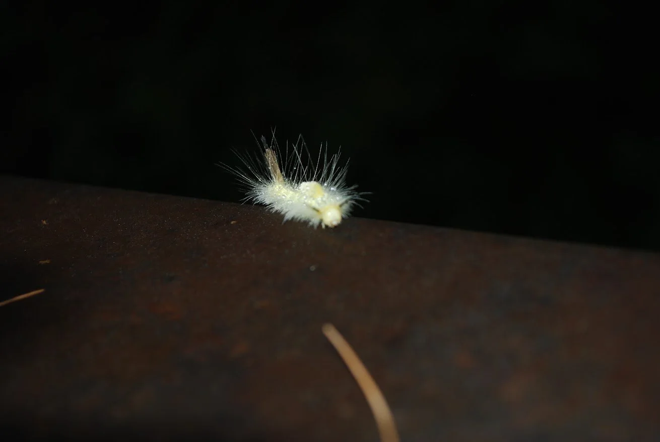  Caterpillar on the Pedestrian Bridge on Warren Wilson College Campus on Sept. 18, 2026 in  Swannanoa, N.C. (Finn McKenny/Echo) 