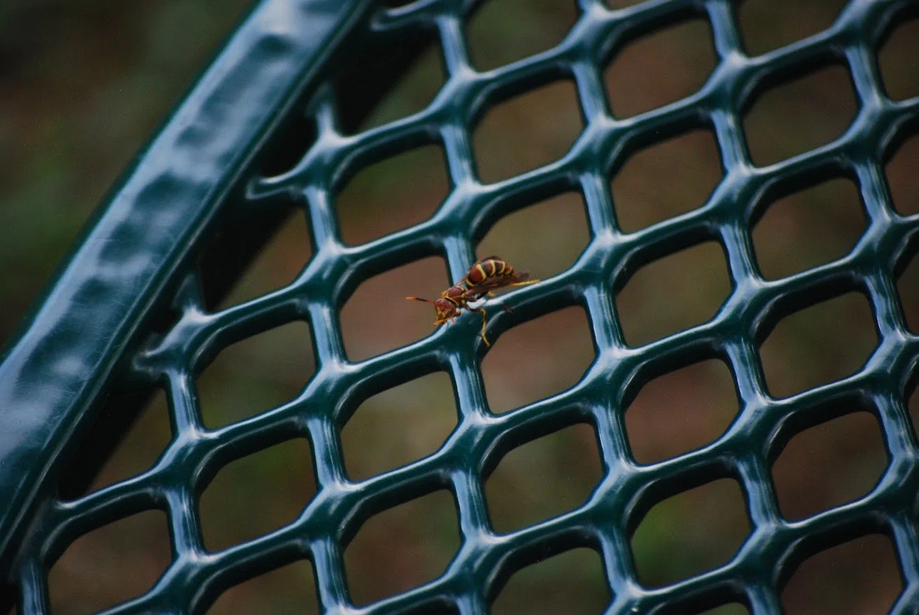  Paper Wasp on a bench on Cowpie Lawn on Warren Wilson College Campus on Sept. 21, 2026  in Swannanoa, N.C. (Finn McKenny/Echo) 
