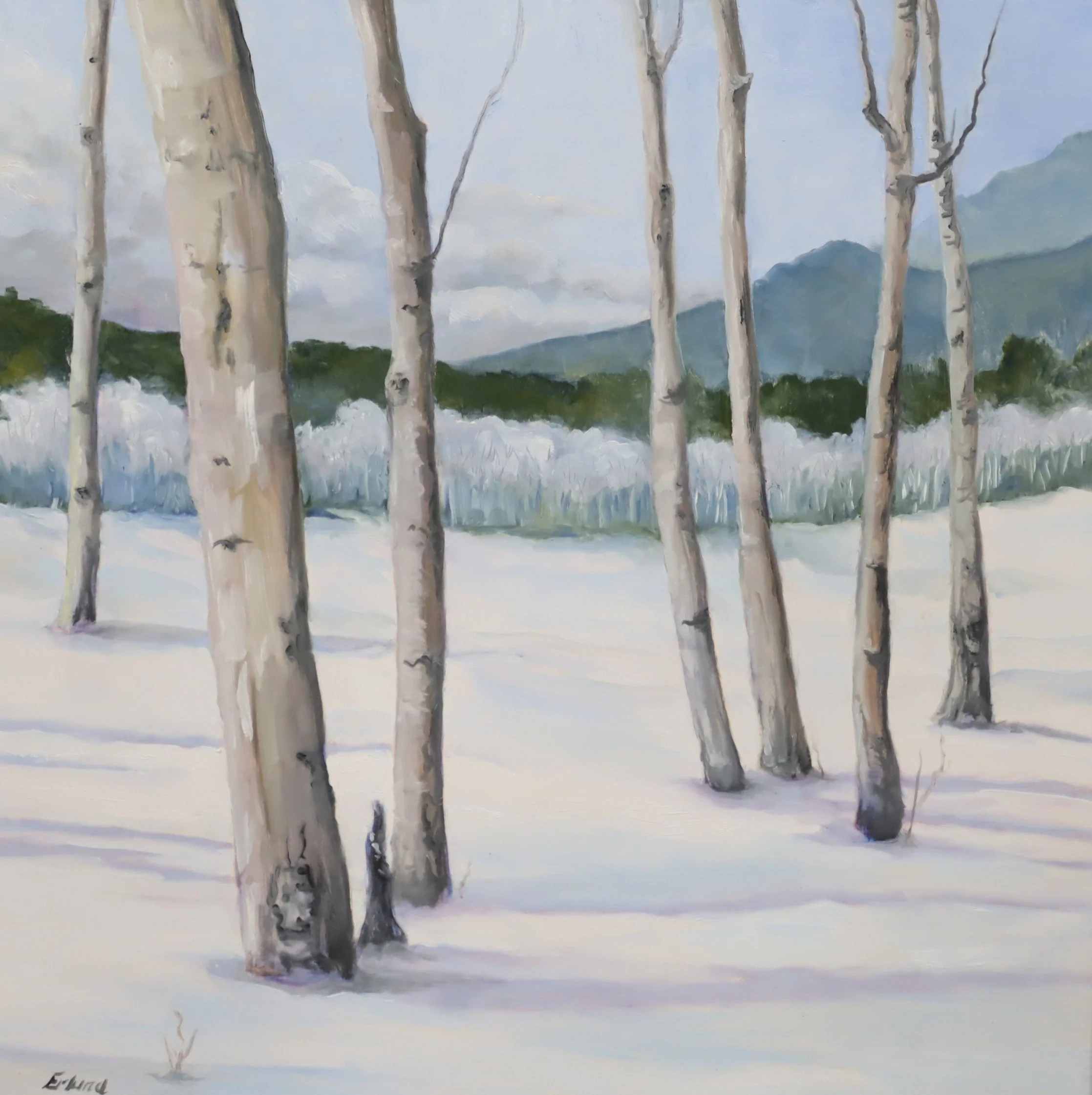 Aspens in Snow.JPG
