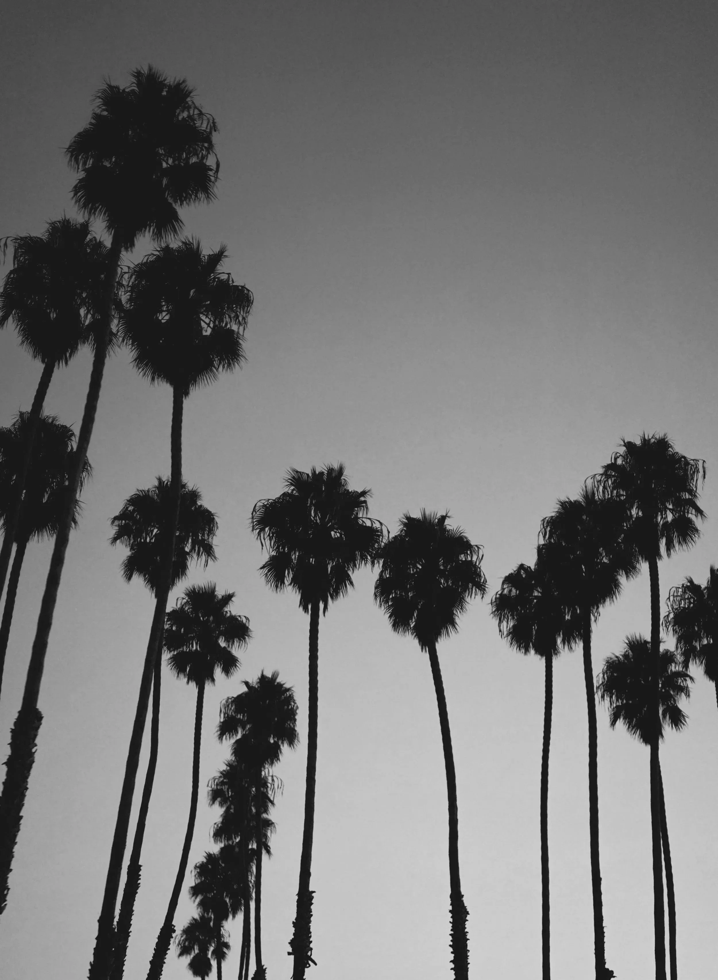 Silhouettes of tall palm trees against a gray sky.