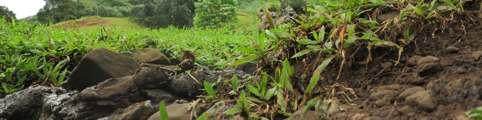  Soil outside of Red Hill, HI 