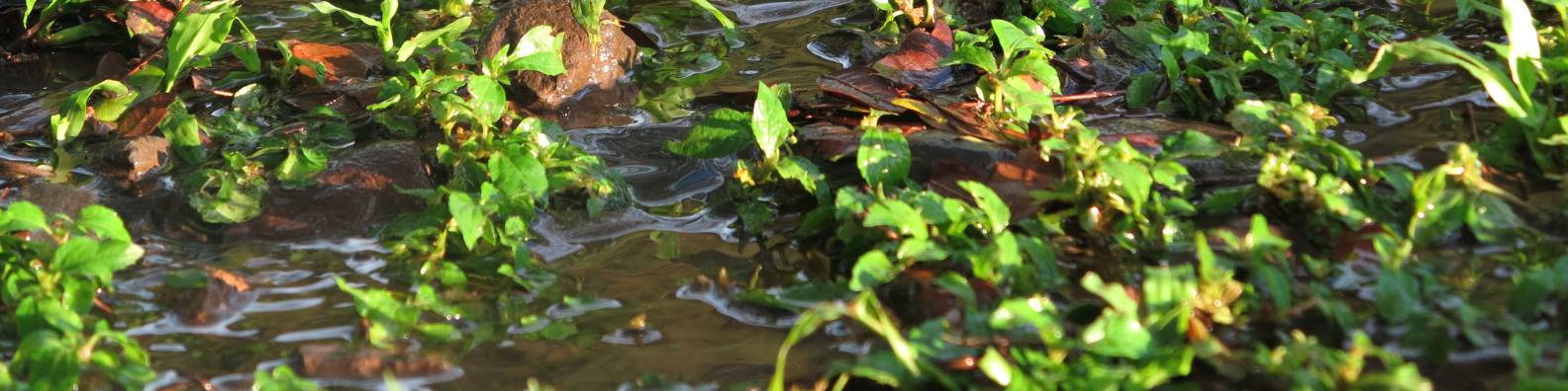  Water saturated ground at Red Hill 