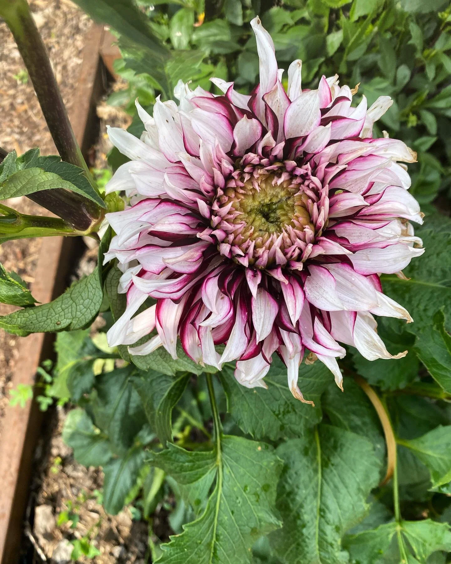 For the first time ever, I grew flowers in our garden this year. It used to feel like flowers were a waste of space and water that could be used for growing food. But bees need flowers and flowers bring so much joy and energy to my garden and my life
