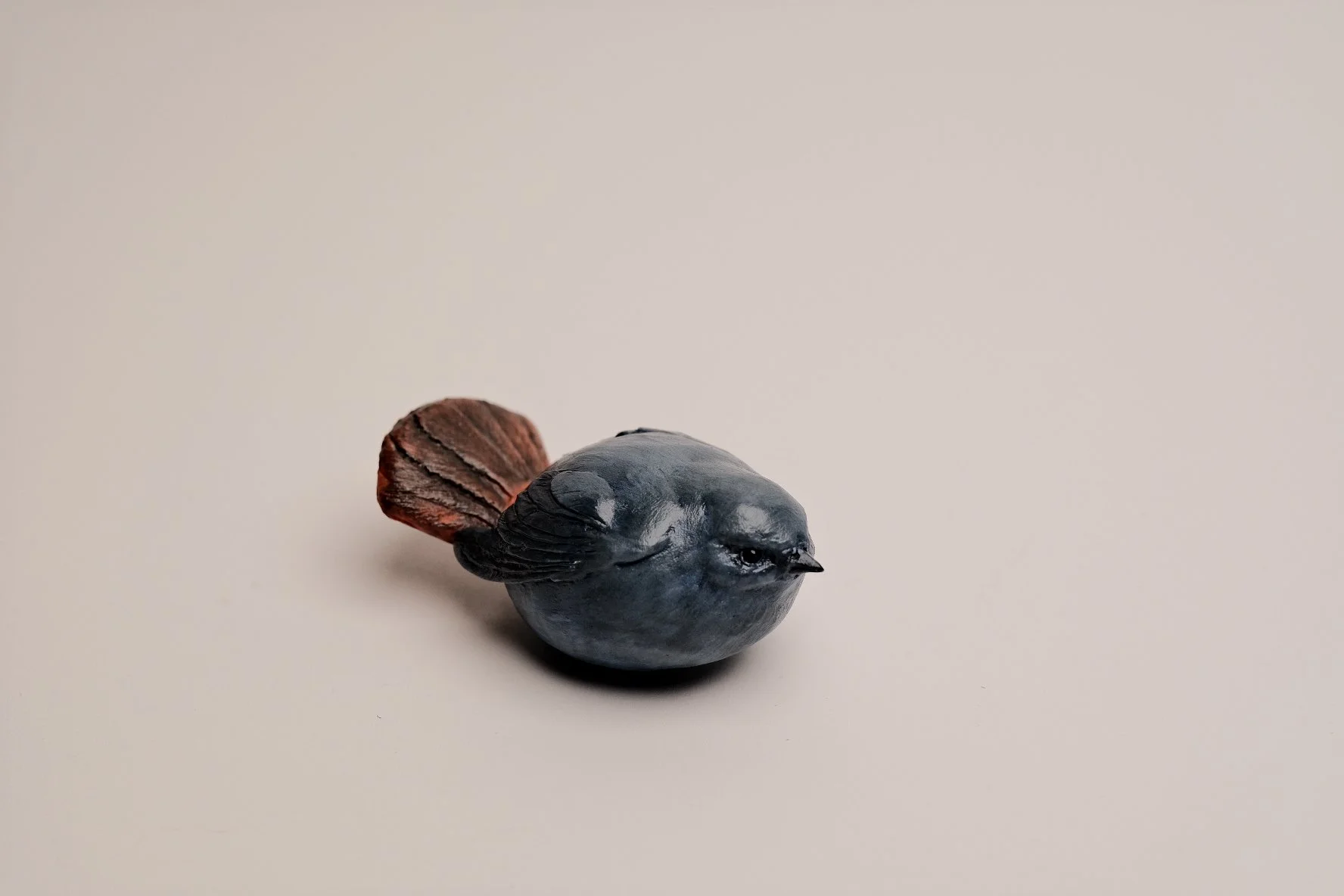 Plumbeous water redstart.jpg