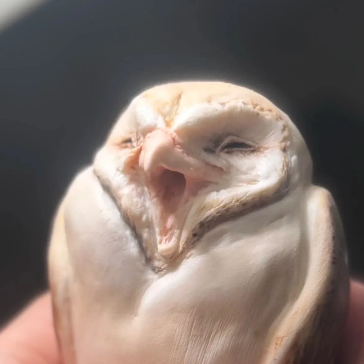 Barn Owl Ocarina 2026