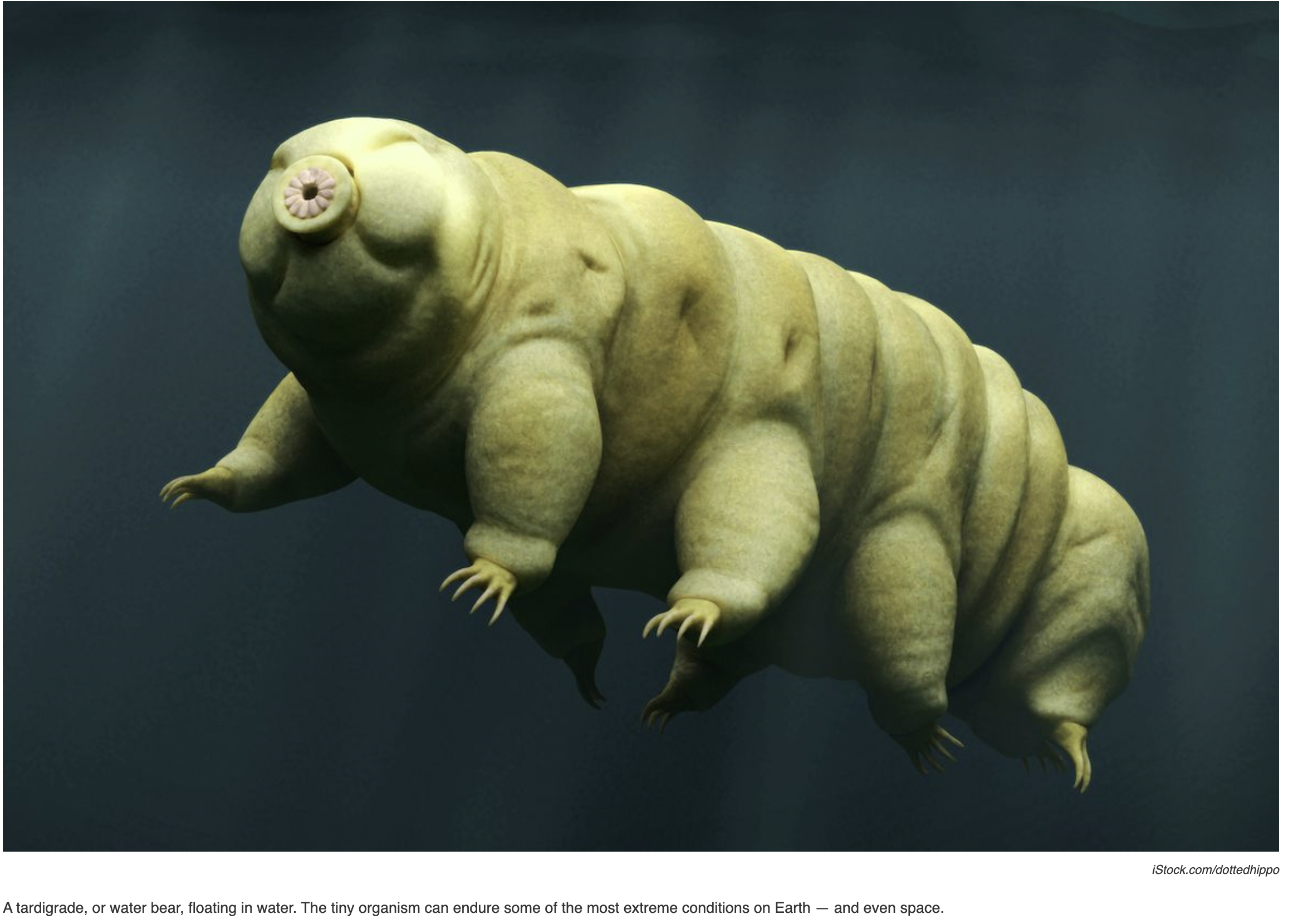 How the secrets of the ‘water bear’ could improve lifesaving drugs like insulin