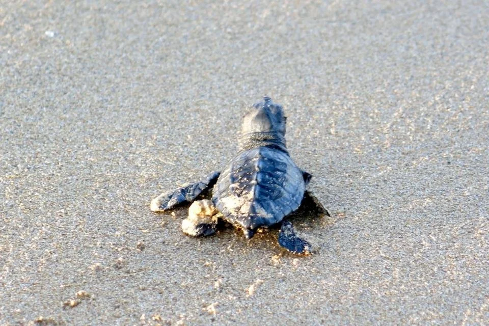Nature is doing its part. Are we?