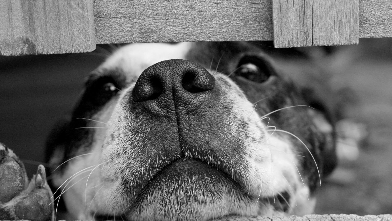 Pet Image (Facebook Cover).png