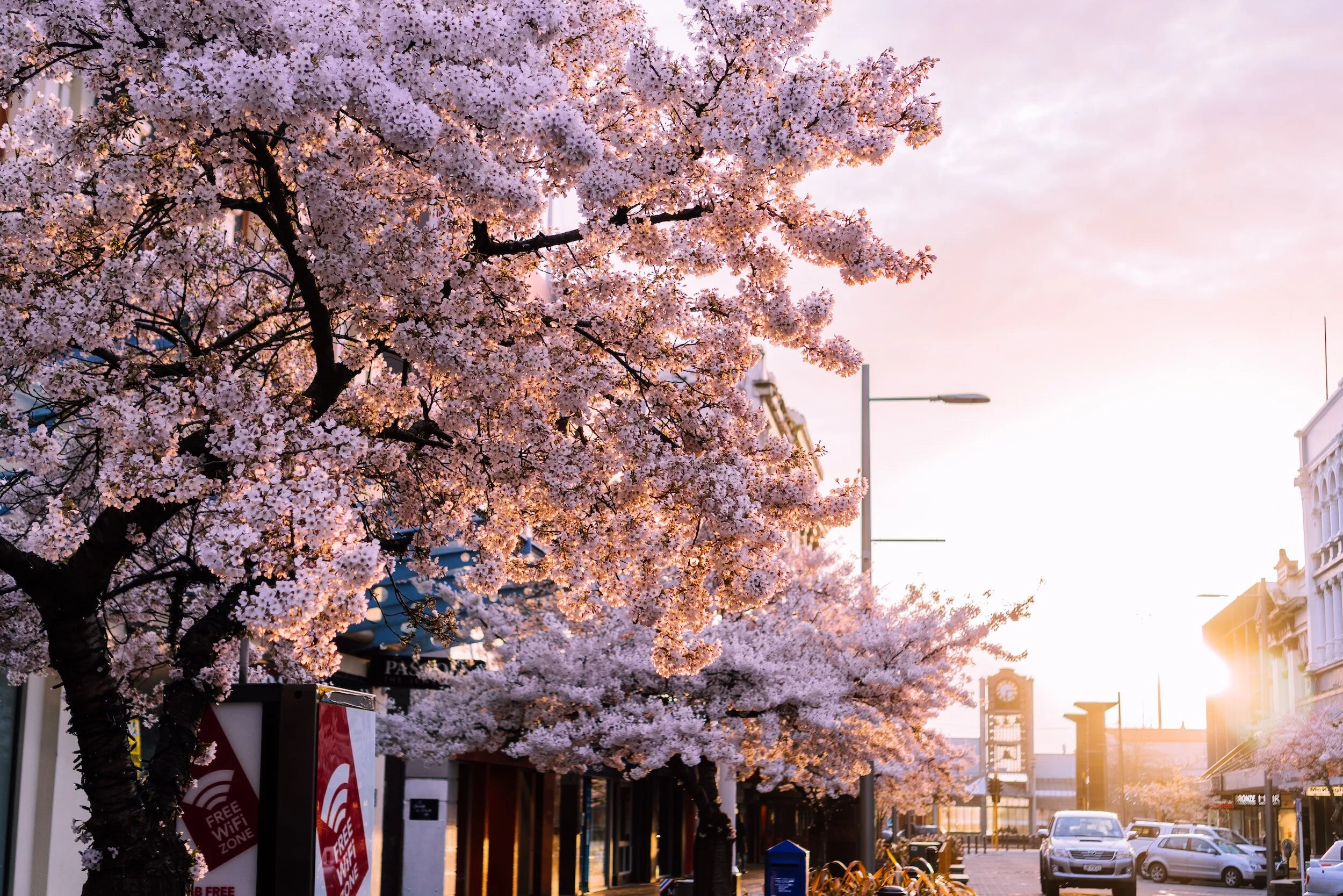 Street with cherry blossom trees and sunrise