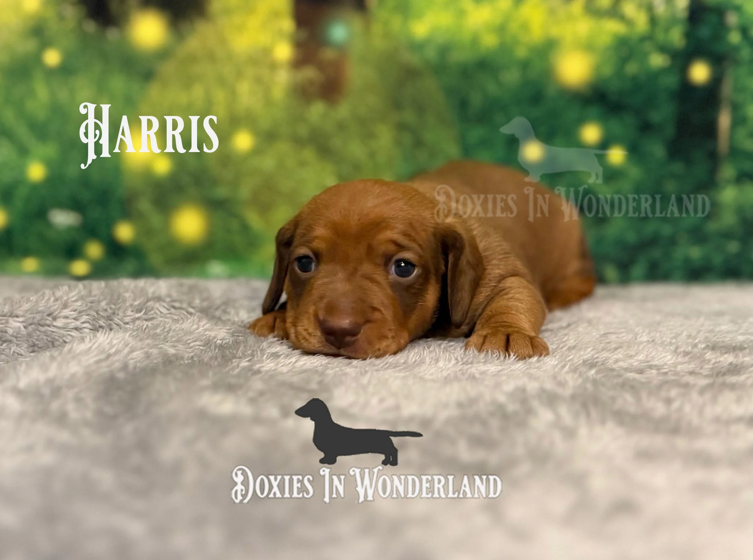 Harris 3 weeks old copy.jpg