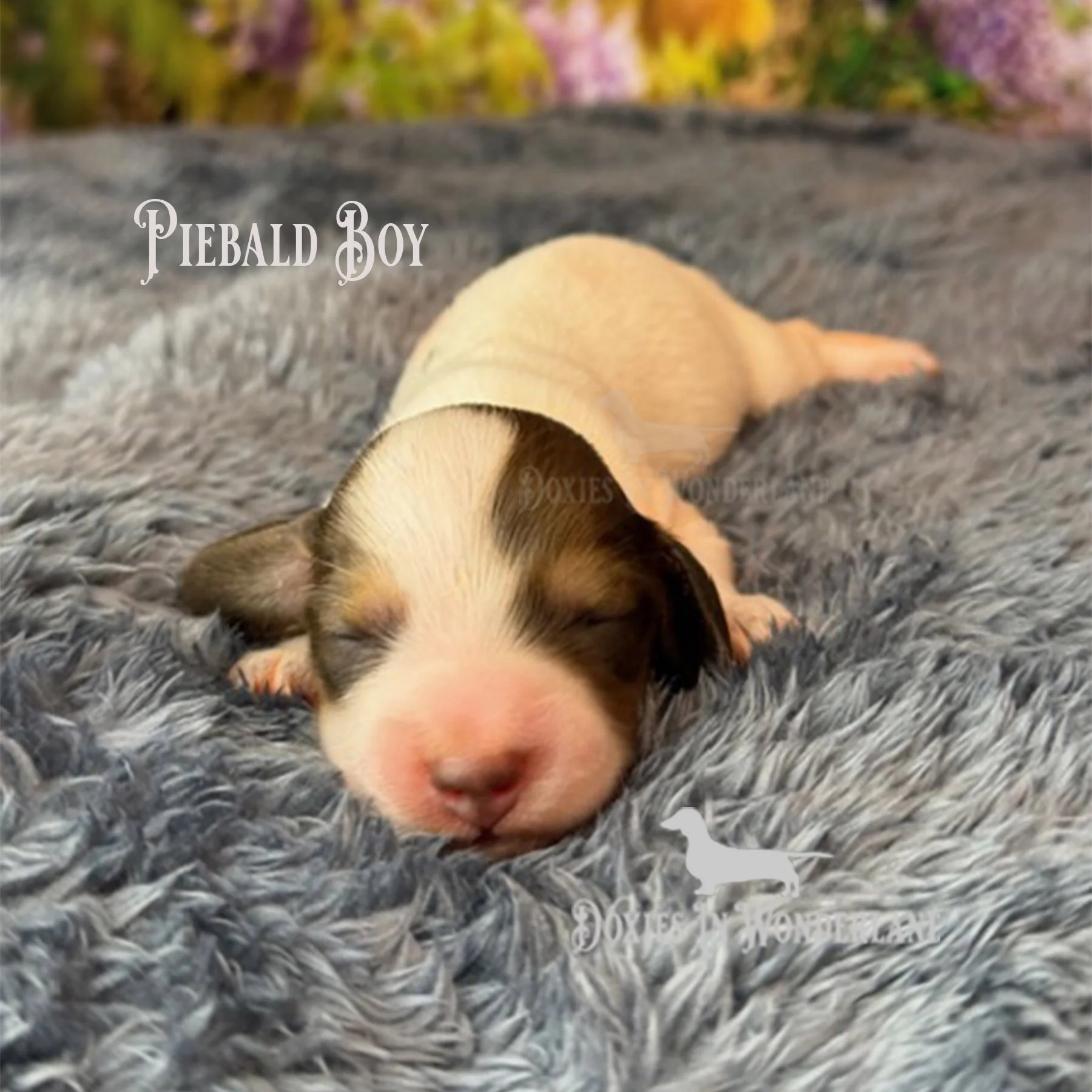 white pie boy 5 days copy.jpg