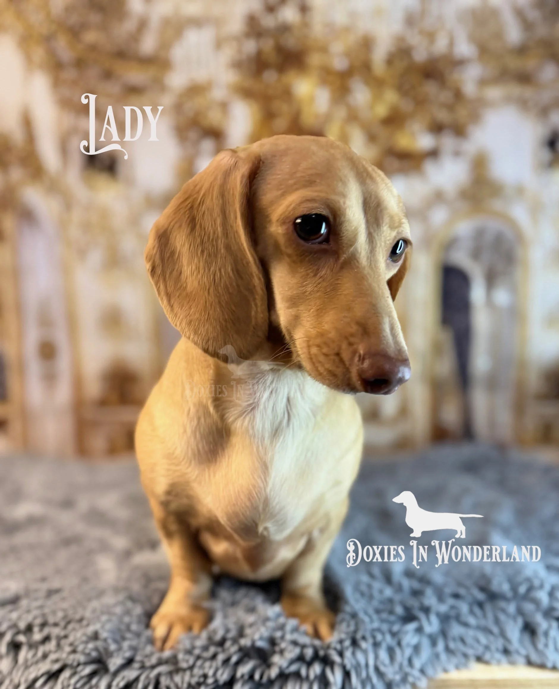 Lady 925 .1 copy.jpg