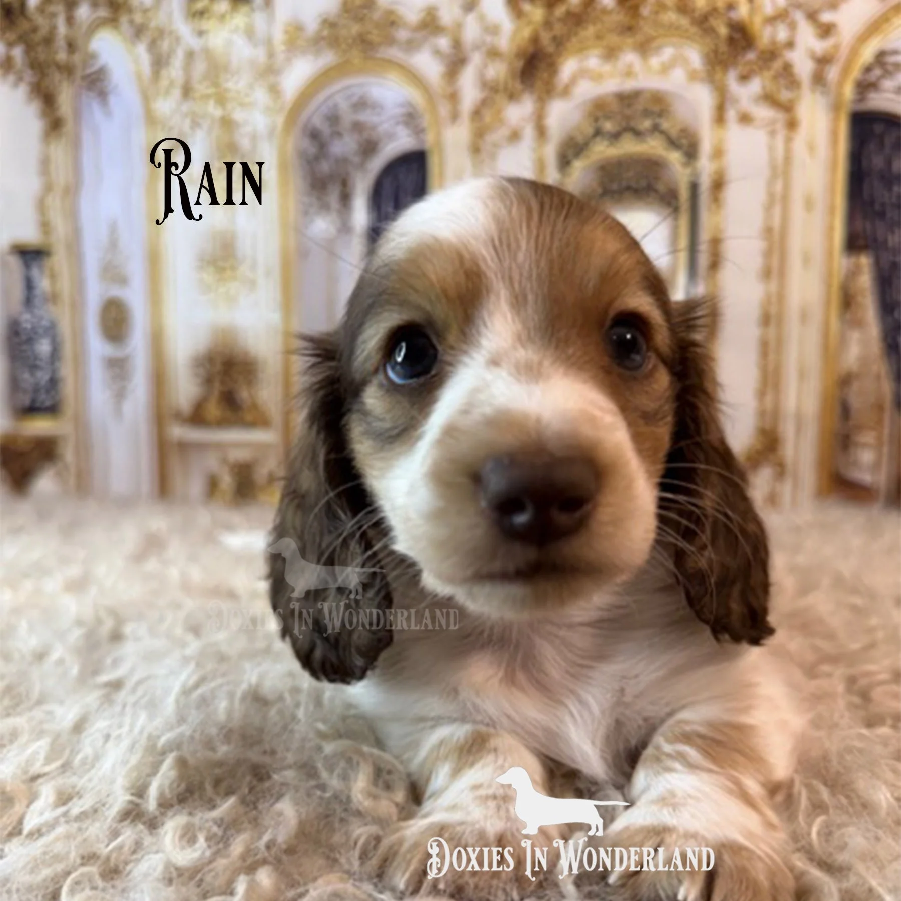 Rain 6 weeks copy.jpg
