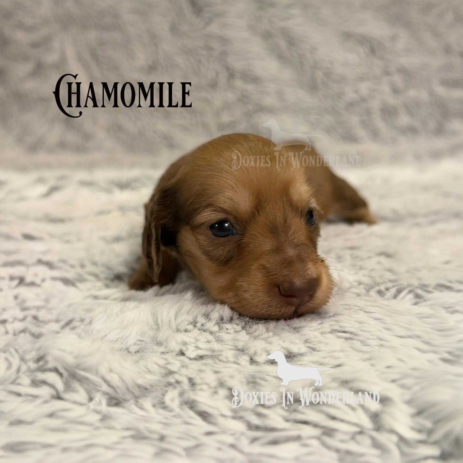 Cham 2 weeks old copy.jpg