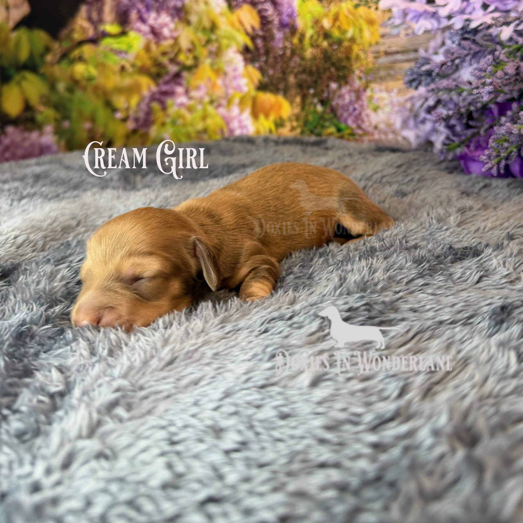 cream girl 5 days copy.jpg