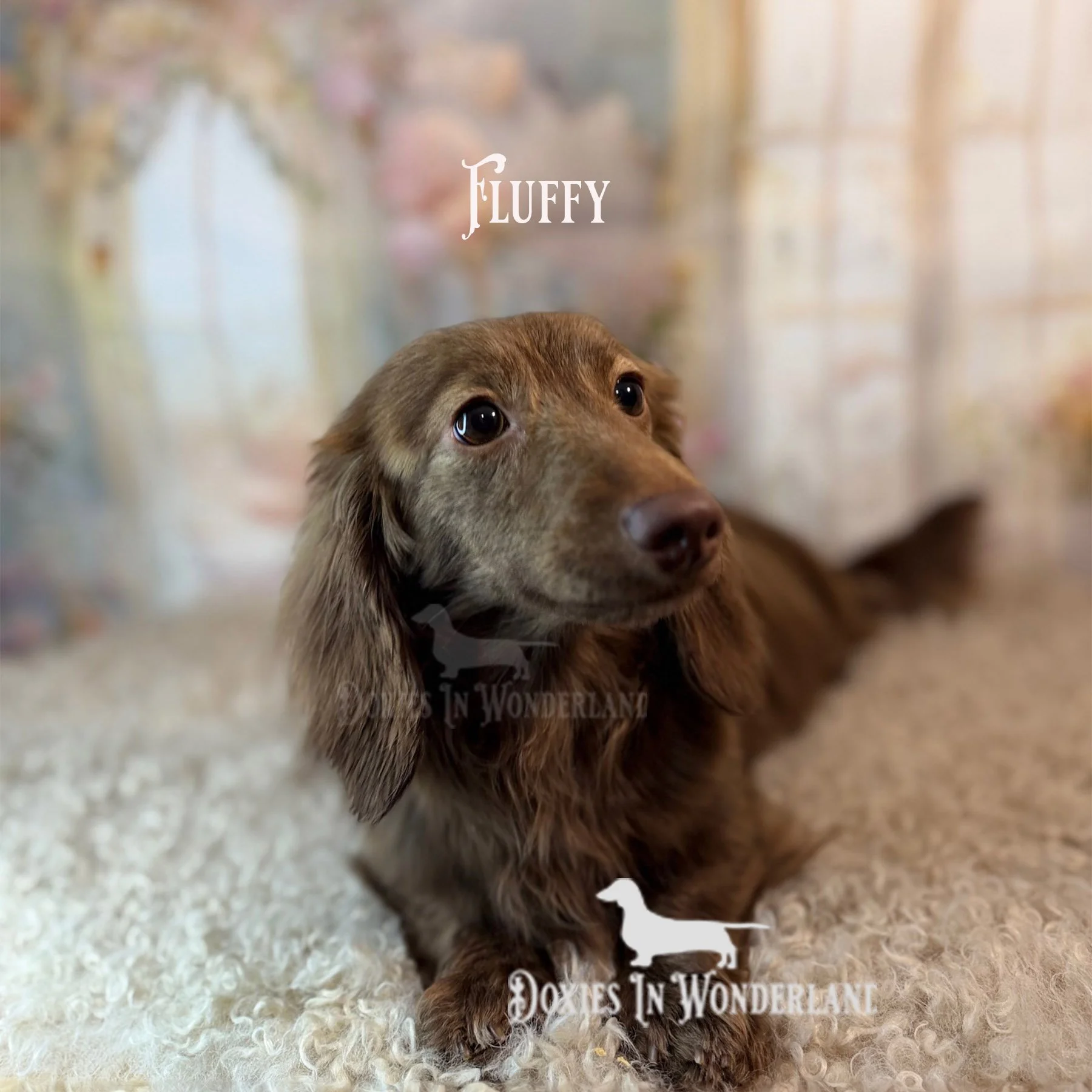 gimme that puppy food copy.jpg