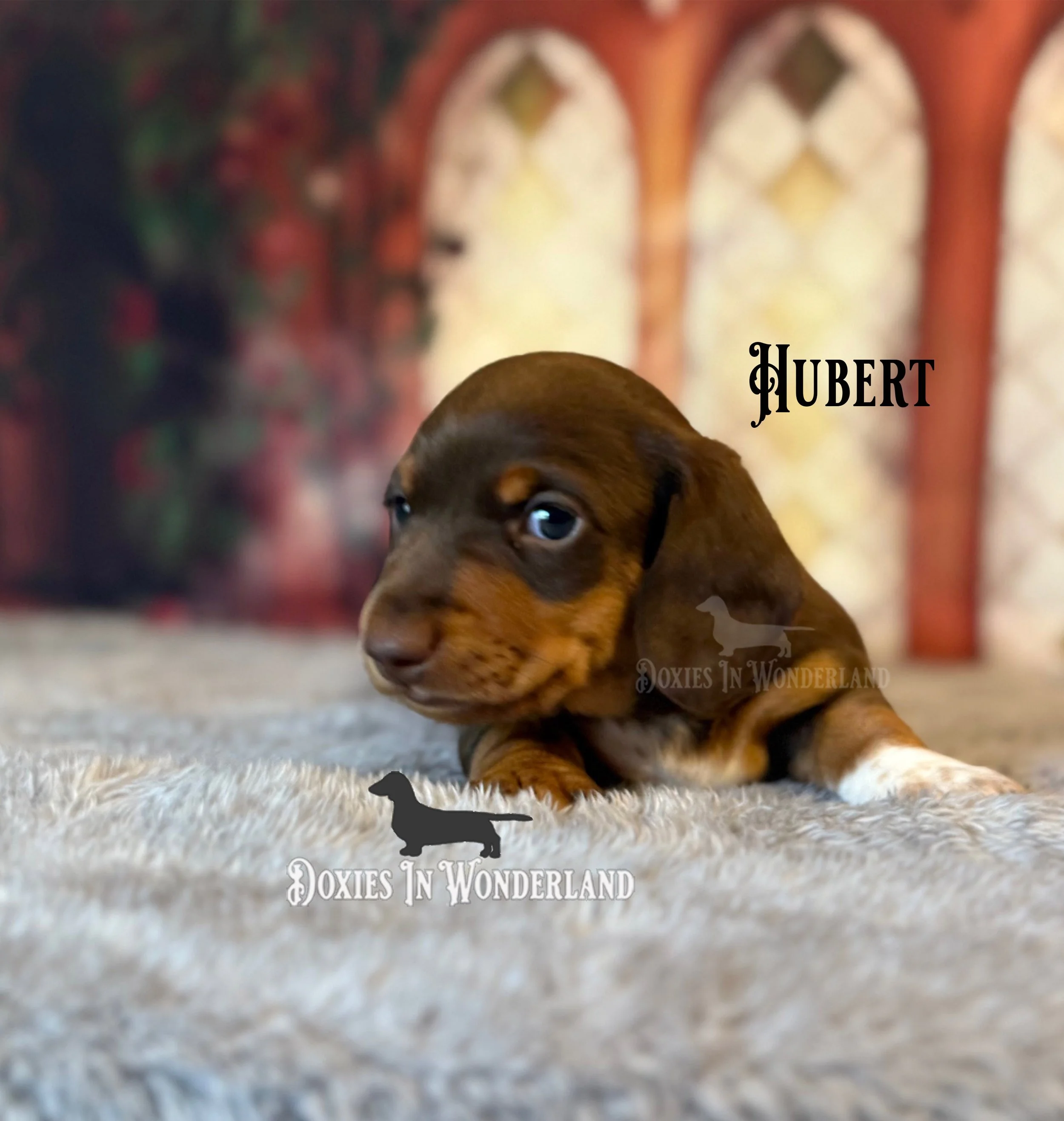 Hubert 4 wks copy.jpg