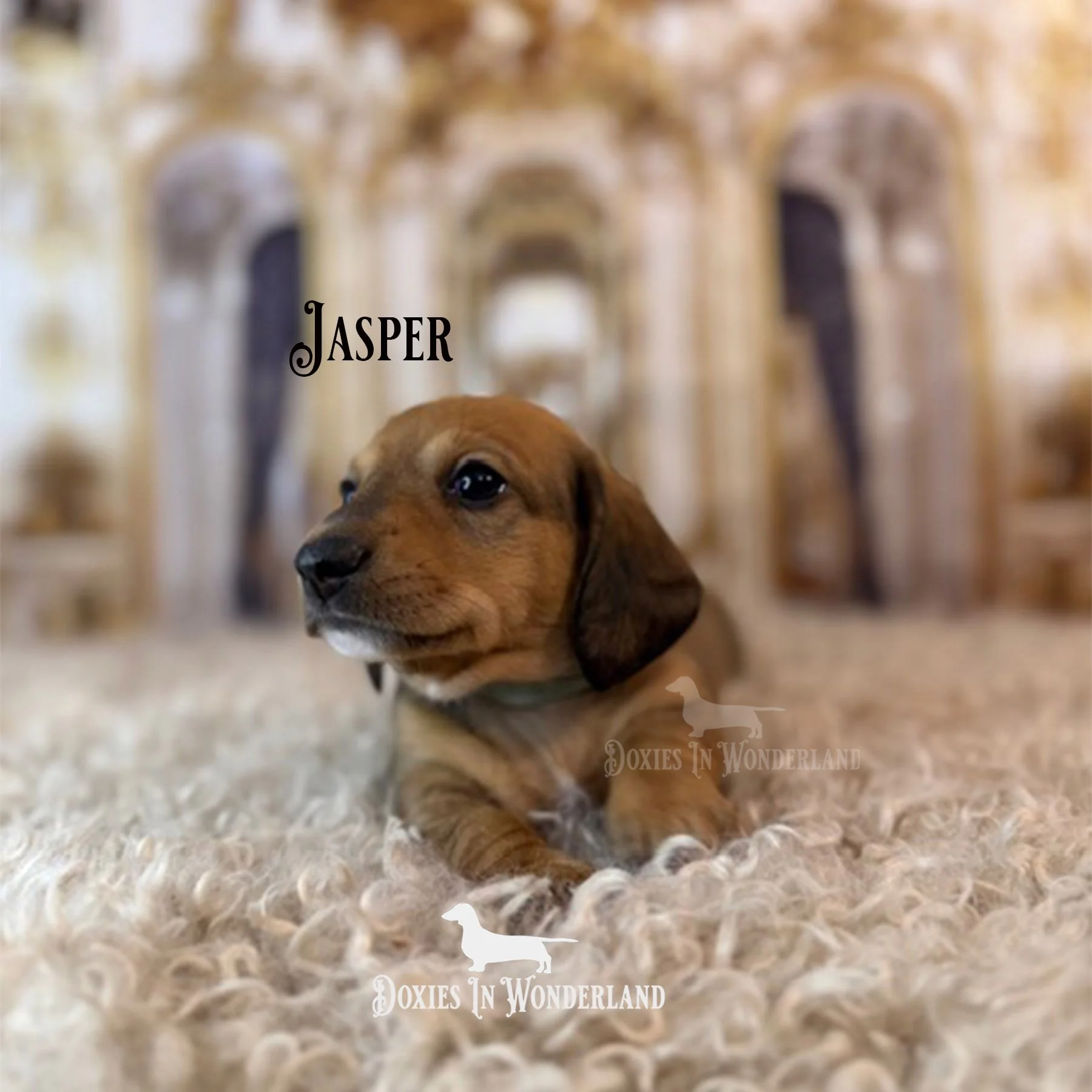 Jasper 4 wks 1 copy.jpg