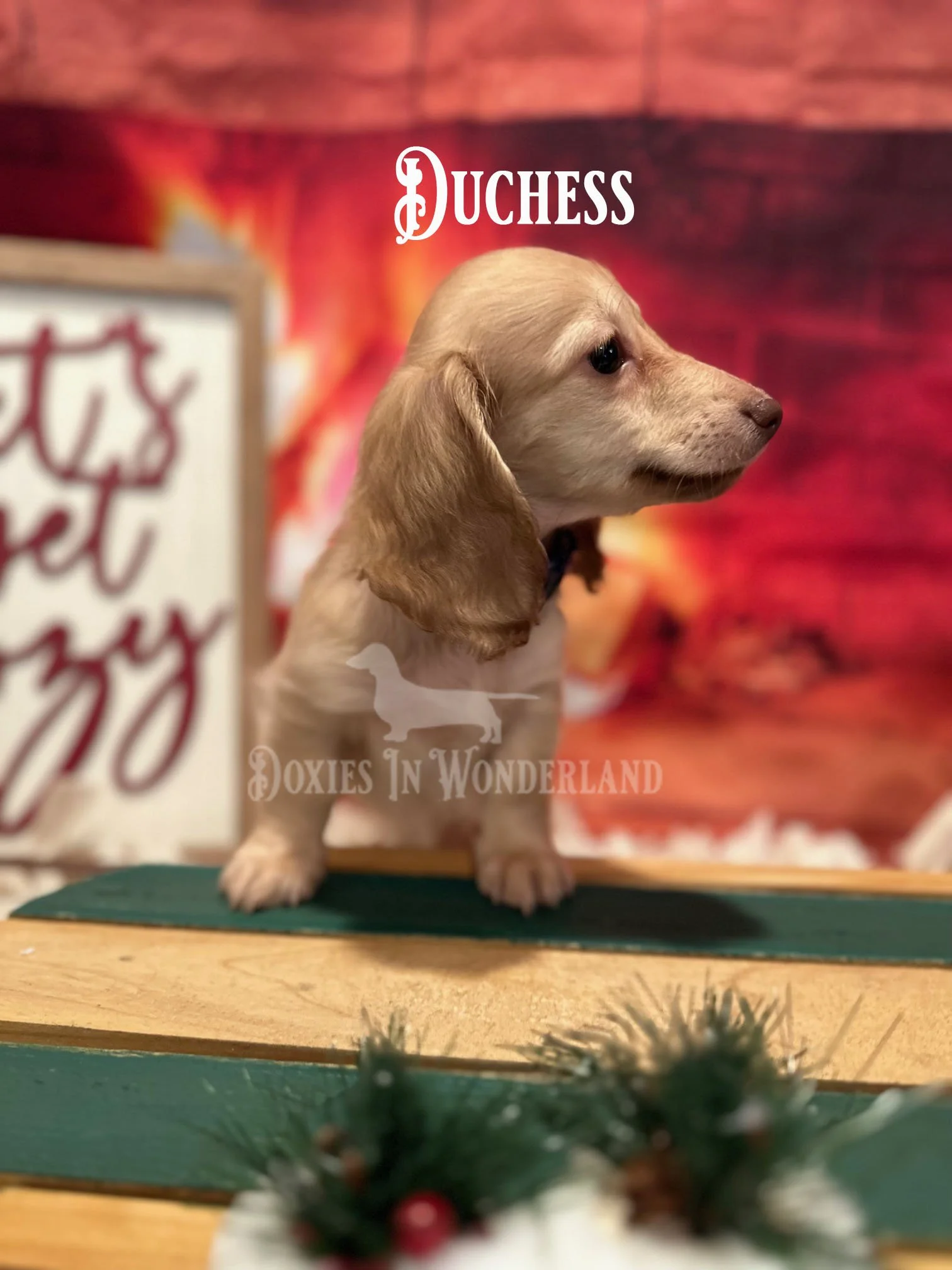 Duchess 8 weeks old copy.jpg
