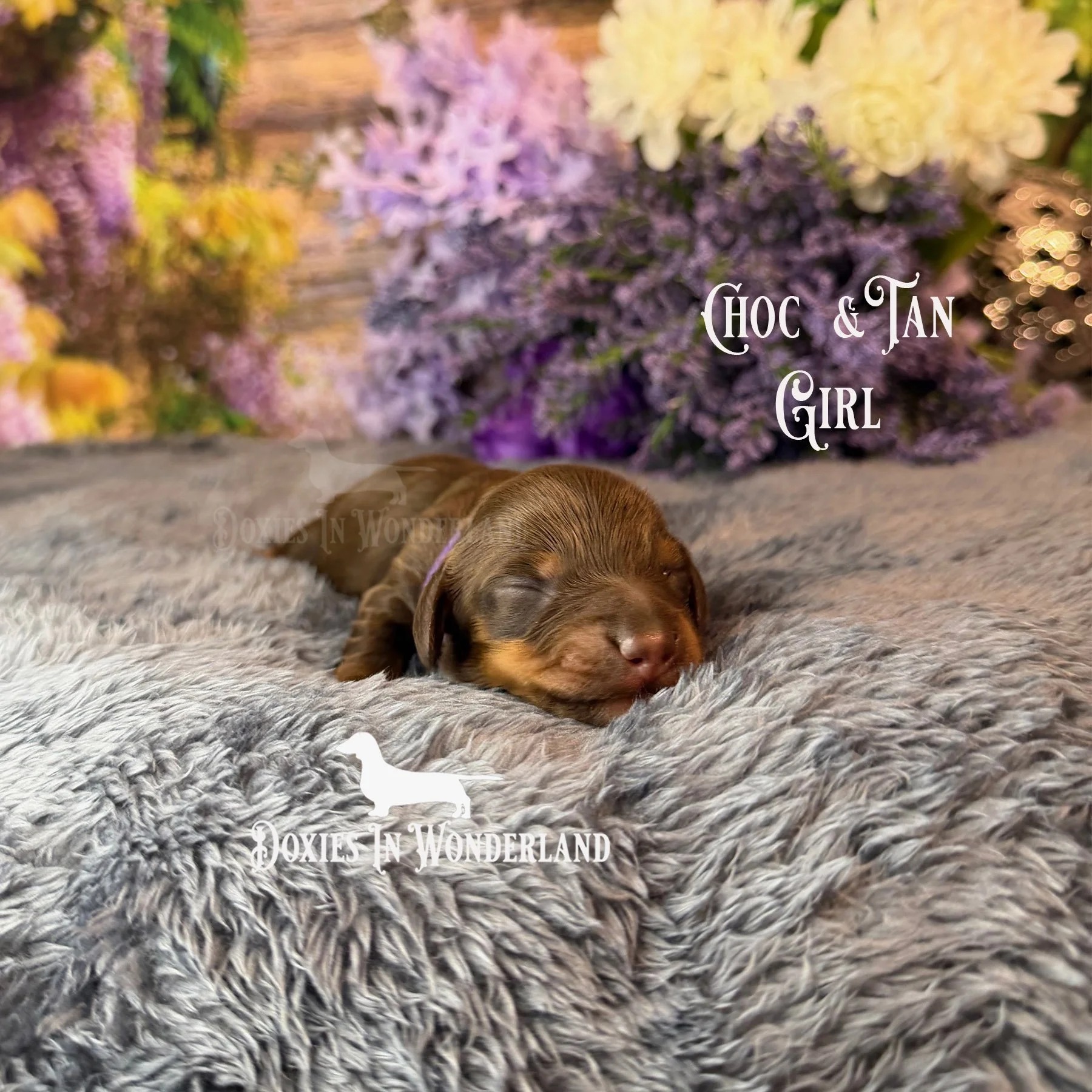 Choc tan female purple collar copy.jpg