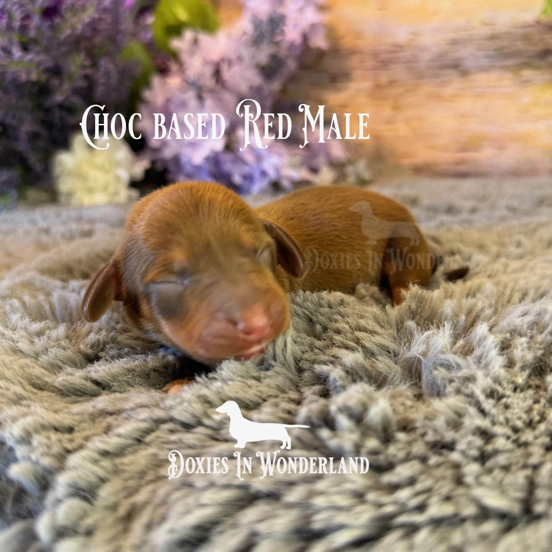 Chocolate based shaded red male green collar 4 days copy.jpg