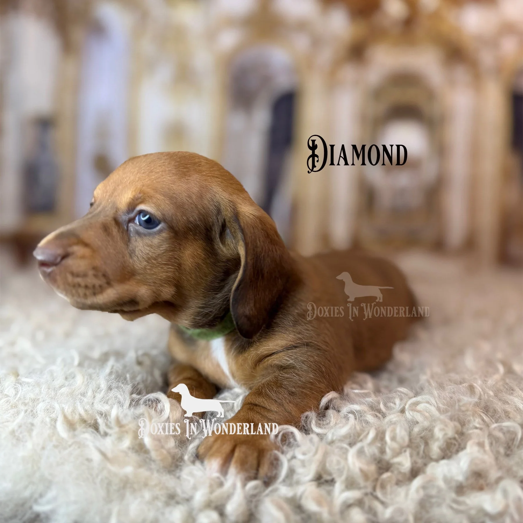 Diamond 4 wks old side view copy.jpg