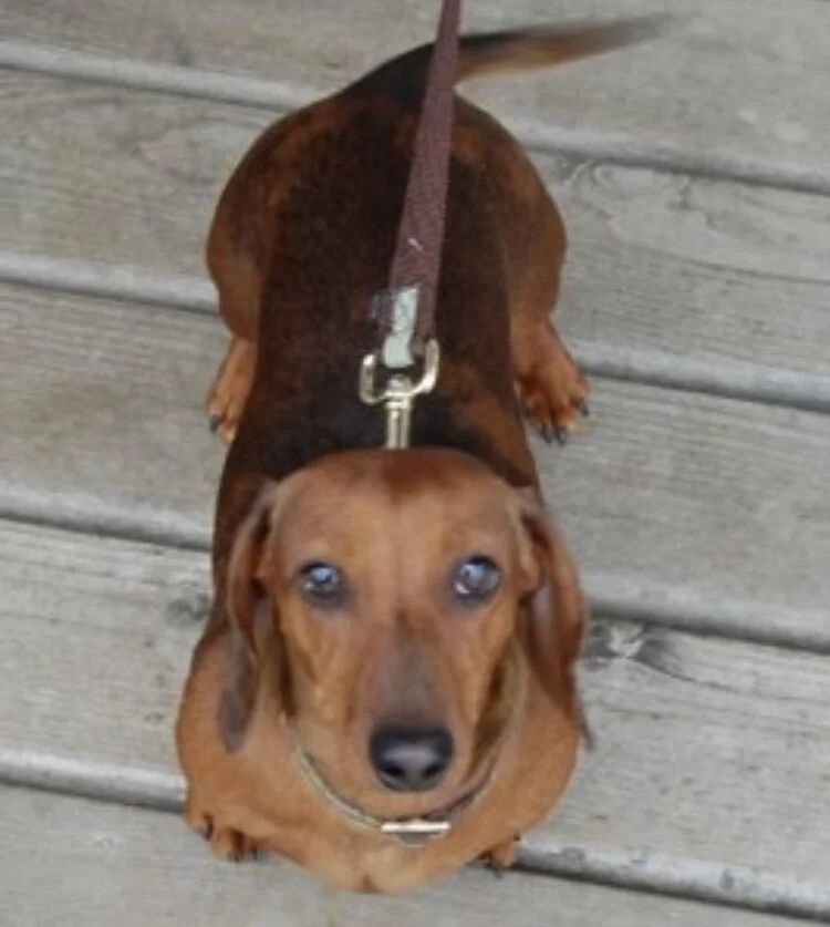 Our Mission — Doxies in Wonderland