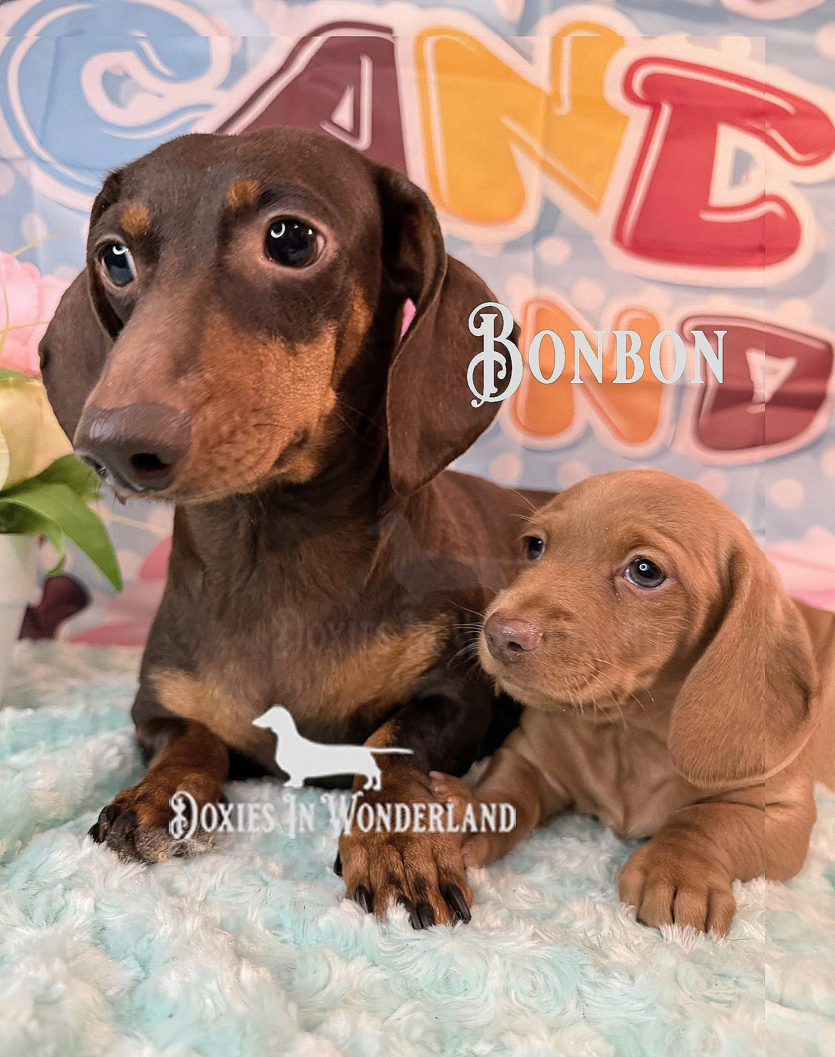 bonbon+with+alley+6+wks+copy.jpg
