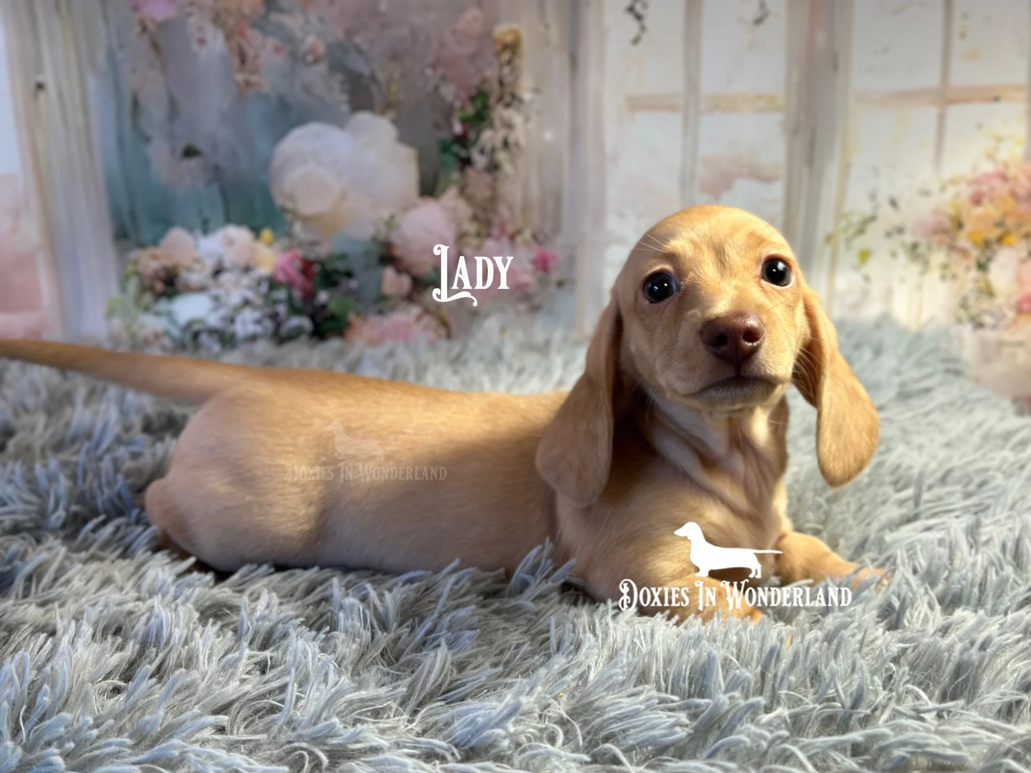 New Puppy Expectations