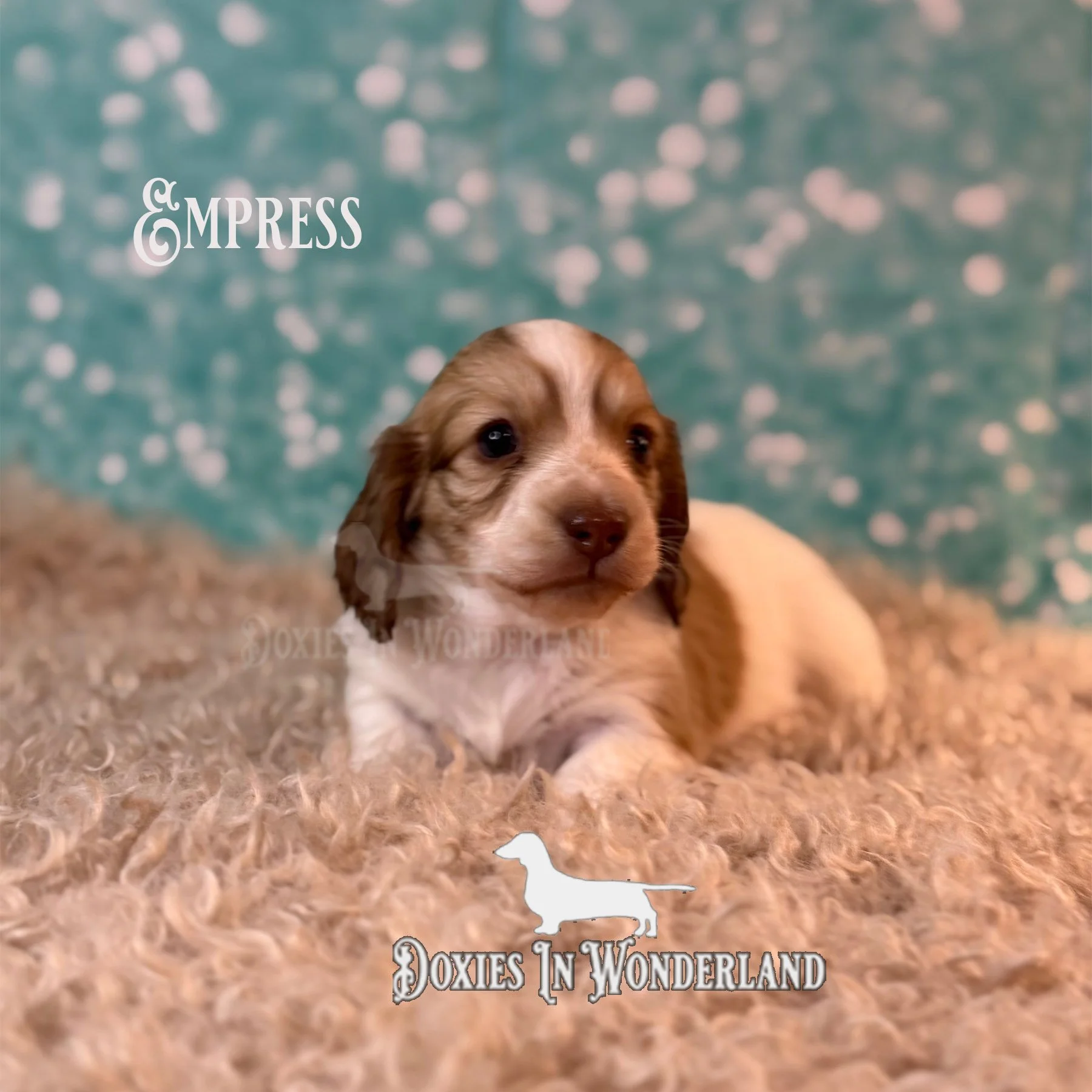 Empress 4 wks copy.jpg