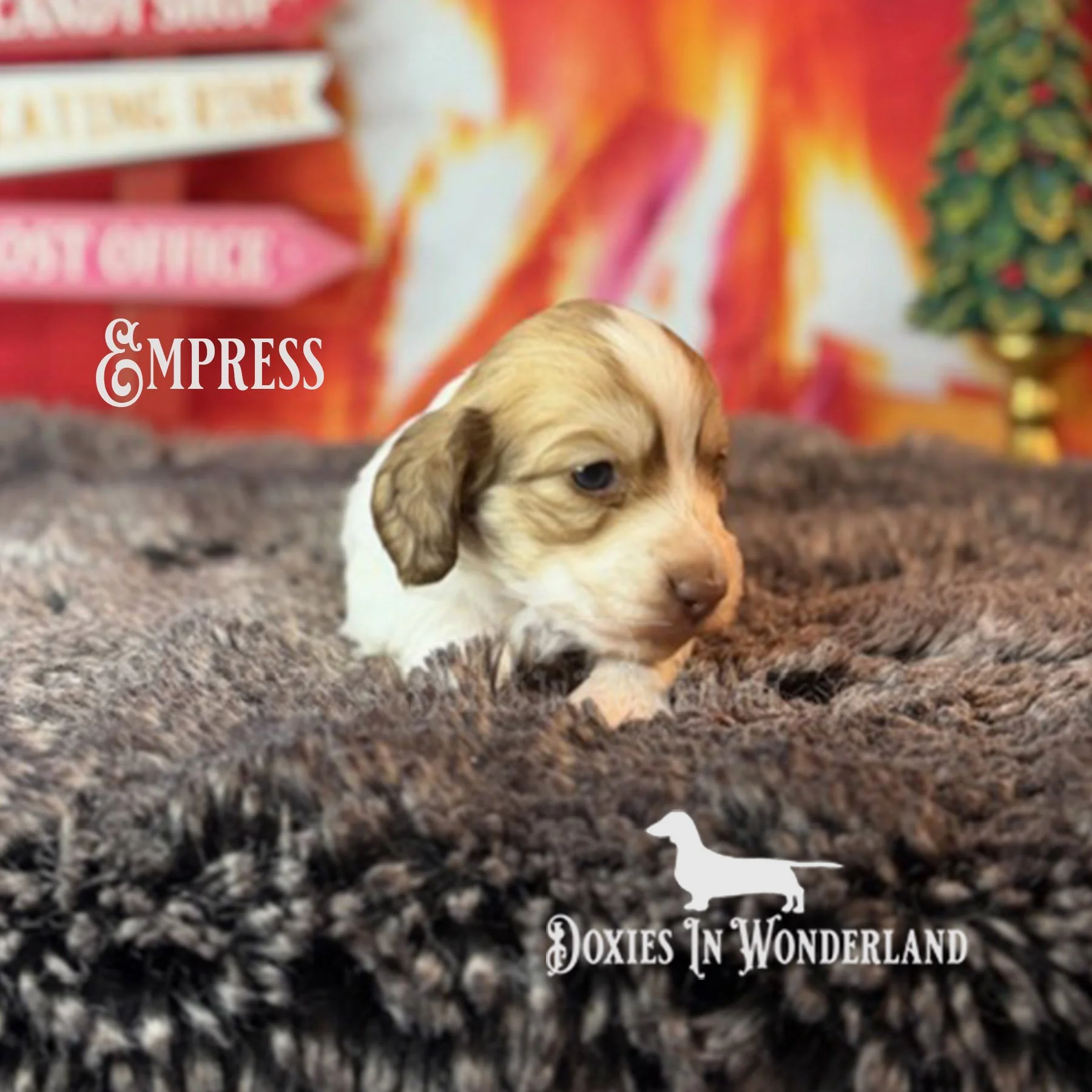 Empress 3wks copy.jpg